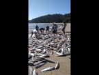 Pescadores capturam 700 tainhas em São Francisco do Sul