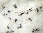 Morte por dengue registrada em Joinville foi a primeira da história do município