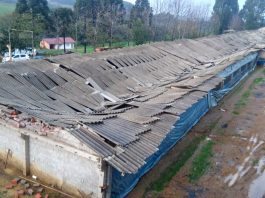 Galpão que abrigava 28 mil frangos desaba após chuva em Mafra