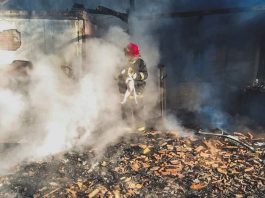 Bombeiros voluntários salvam cachorro durante incêndio em São Francisco do Sul