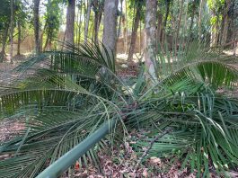 Homem é preso por crime ambiental no bairro Bom Retiro, em Joinville