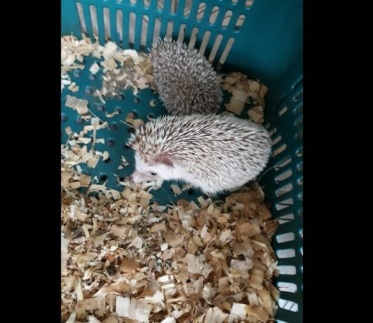 Animais silvestres e exóticos são apreendidos e um homem é detido, em Joinville