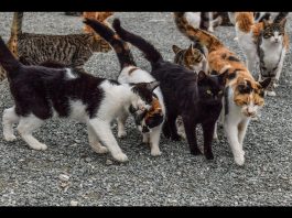 Tratada como “louca”, mulher que abrigou 150 gatos em casa será indenizada no Litoral Norte de Santa Catarina Mulher era chamada de acumuladora de gatos