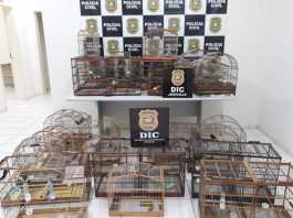 criação ilegal de aves