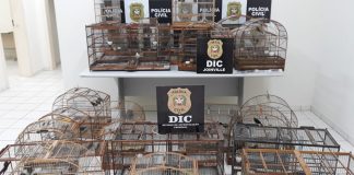 criação ilegal de aves