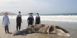 Baleia encalhada na praia da Enseada, em São Francisco do Sul