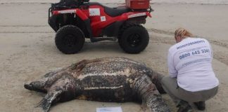 Tartaruga macho encontrado encalhada