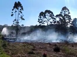 VÍDEO: Incêndio florestal de grandes proporções mobiliza bombeiros em Araquari incêndio florestal