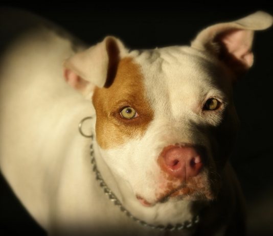 Após matar cachorro enforcado, homem é preso por maus-tratos em SC matar