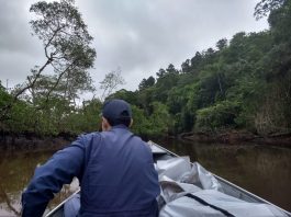 Homem sai para recolher caranguejos e é encontrado morto em mangue, em Araquari caranguejos