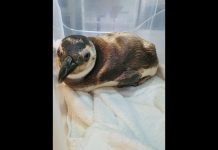 Banhistas resgatam pinguim em São Francisco do Sul