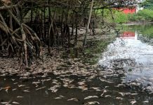 Peixes mortos no rio Cachoeira