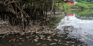 Peixes mortos no rio Cachoeira