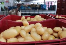 Procon registra diferença de até 758% no valor de um mesmo produto da cesta básica em SC