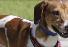 Feira virtual Adote um Amigo promove adoção de cães e gatos em Joinville