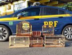 Homem é preso com animais ameaçados de extinção em carro em Guaramirim