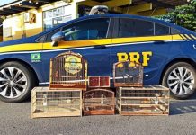 Homem é preso com animais ameaçados de extinção em carro em Guaramirim