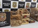 Polícia Civil apreende animais silvestres em Araquari