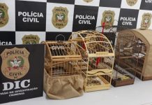 Polícia Civil apreende animais silvestres em Araquari