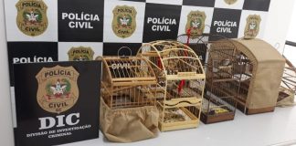 Polícia Civil apreende animais silvestres em Araquari