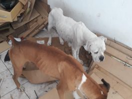 VÍDEO – Polícia resgata cachorros em situação de maus-tratos na zona Sul de Joinville