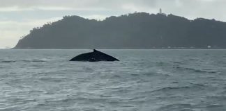 Baleia é vista por pescadores no mar de São Francisco do Sul