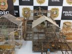 Homem é indiciado por venda ilegal de animais silvestres em Joinville animais silvestres