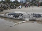 Baleia-jubarte é encontrada morta em praia de Itapoá Baleia-jubarte é encontrada morta em praia de Itapoá