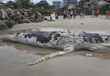 Baleia-jubarte é encontrada morta em praia de Itapoá