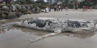 Baleia-jubarte é encontrada morta em praia de Itapoá