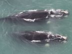 Monitoramento aéreo avista 29 baleias em SC; confira imagens