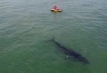 VÍDEO – Filhote de baleia fica preso em rede de pesca em Barra Velha