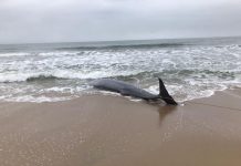 baleia rara em barra velha