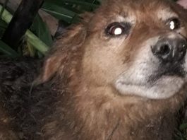 VÍDEO – Cachorro soterrado é resgatado pelos bombeiros no Vale do Itajaí