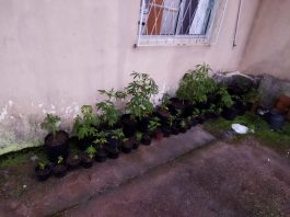 plantação