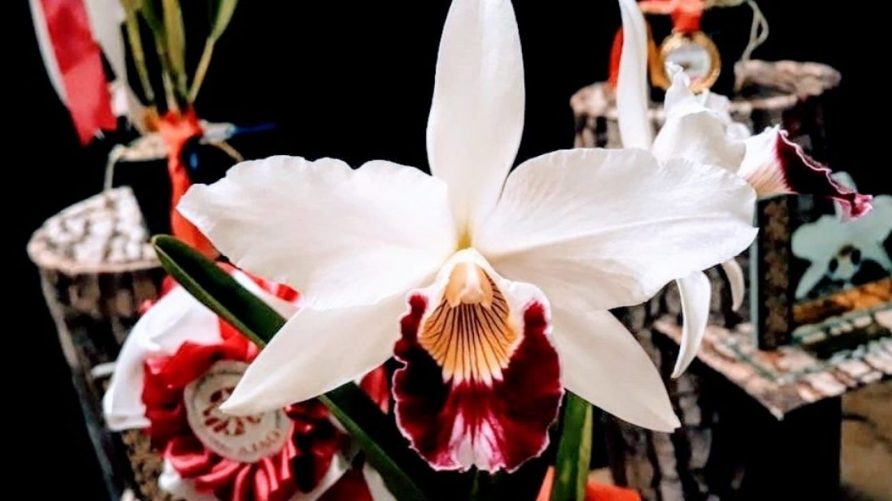Joinville terá Festival de Orquídeas e Flores; confira datas e valores