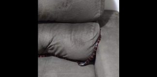 cobra resgatada sofá de moradores