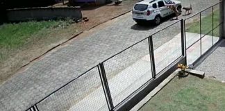 VÍDEO – Cães de rua param viatura da Polícia Militar e pedem carinho em SC