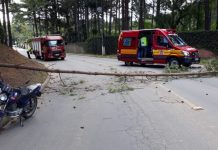 Árvore cai de barranco e atinge motociclista no Planalto Norte