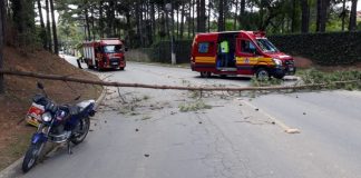 Árvore cai de barranco e atinge motociclista no Planalto Norte