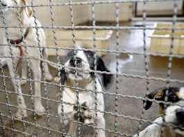 Maus-tratos a animais pode ter multa de até R$ 8,4 mil em Joinville; entenda o projeto