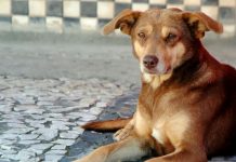 MP-SC faz recomendações devido ao abandono de animais em imóveis de Joinville