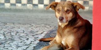 MP-SC faz recomendações devido ao abandono de animais em imóveis de Joinville