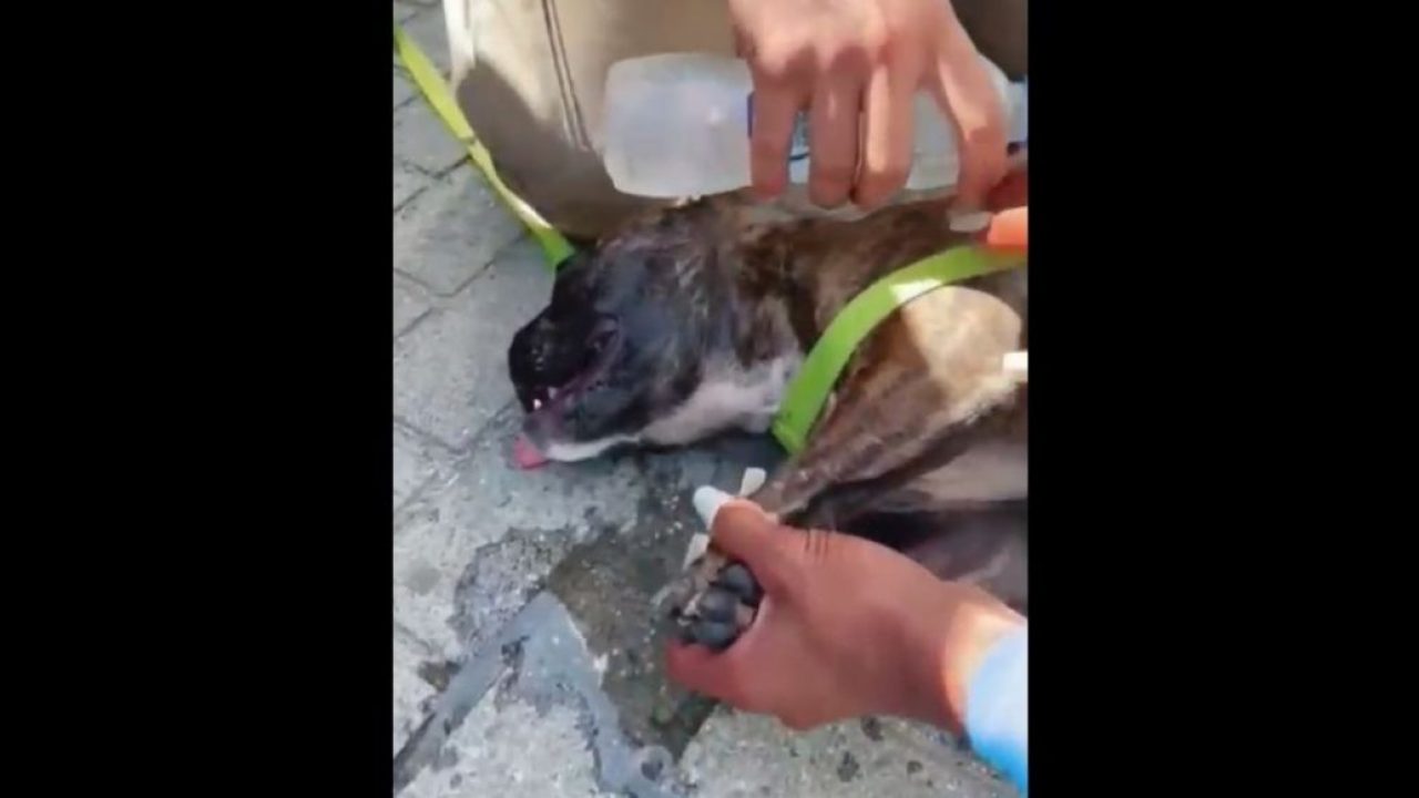 VÍDEO – Homem é preso após deixar cachorro trancado em carro por três  horas, em Balneário Camboriú