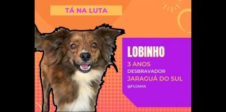 Big Pet Brasil: ação incentiva adoção de animais abandonados em Jaraguá do Sul