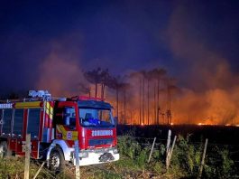 Incêndio atinge um alqueire de área de reflorestamento na Vila Ruthes, em Mafra
