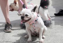 festa a fantasia pets shopping de joinville