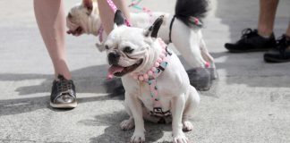 festa a fantasia pets shopping de joinville