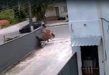 VÍDEO - Motociclista colide contra muro e fica gravemente ferido no Vale do Itajaí