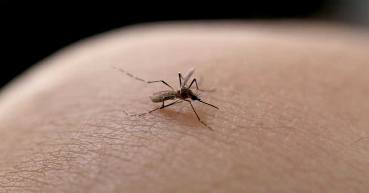 Salud de Joinville confirma tres muertes más por dengue